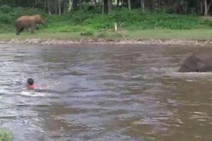 Elefante se lanza al río para salvar a su cuidador