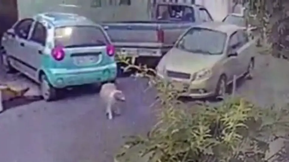 Internautas piden castigo para conductor que mató a perro