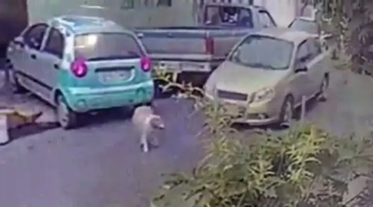 Internautas piden castigo para conductor que mató a perro