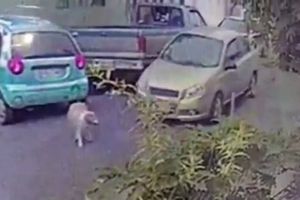 Internautas piden castigo para conductor que mató a perro