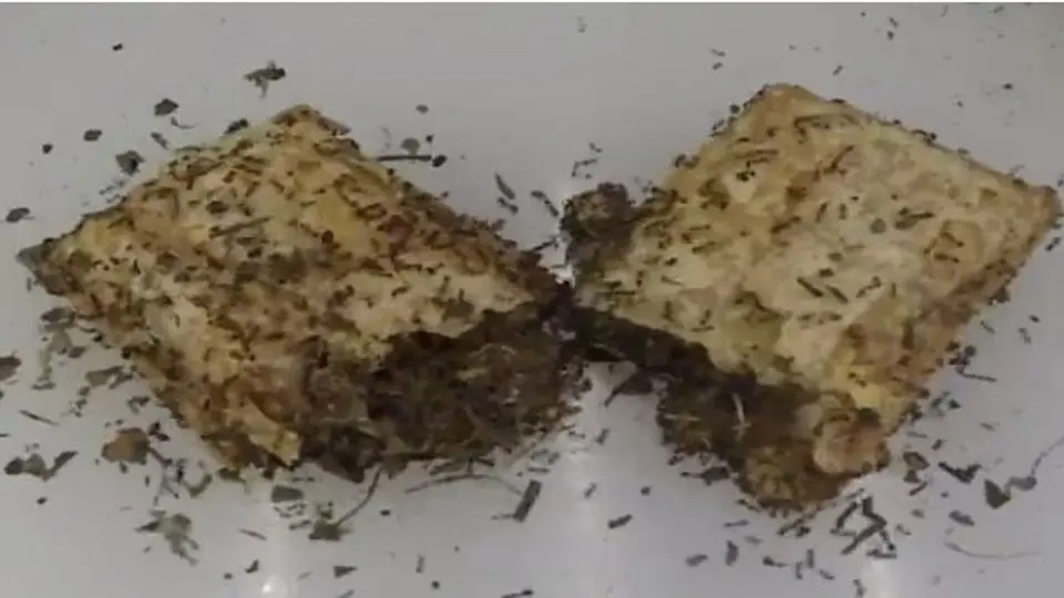 Video muestra a hormigas devorar un pay de manzana