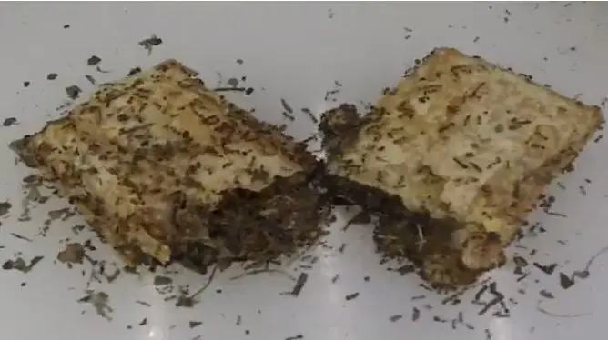 Video muestra a hormigas devorar un pay de manzana