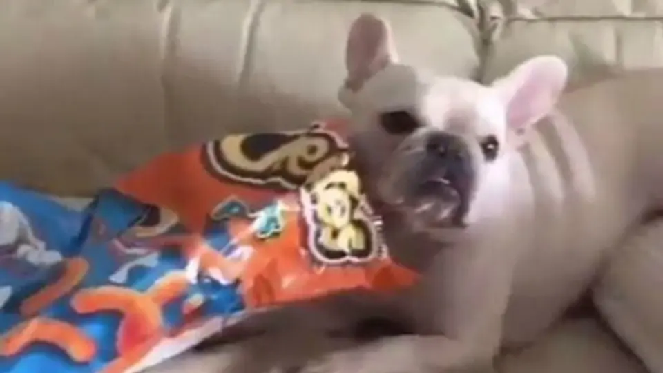 Perrita realiza el 'Maniquí Challenge' más adorable
