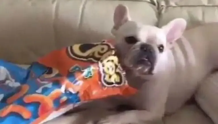 Perrita realiza el 'Maniquí Challenge' más adorable