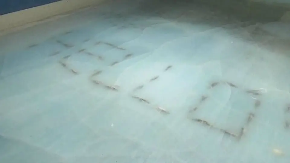 Pista de hielo con peces muertos causa indignación en Japón