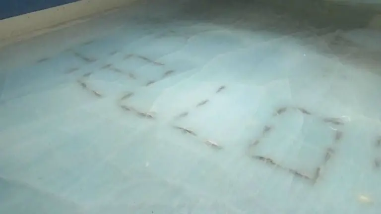Pista de hielo con peces muertos causa indignación en Japón