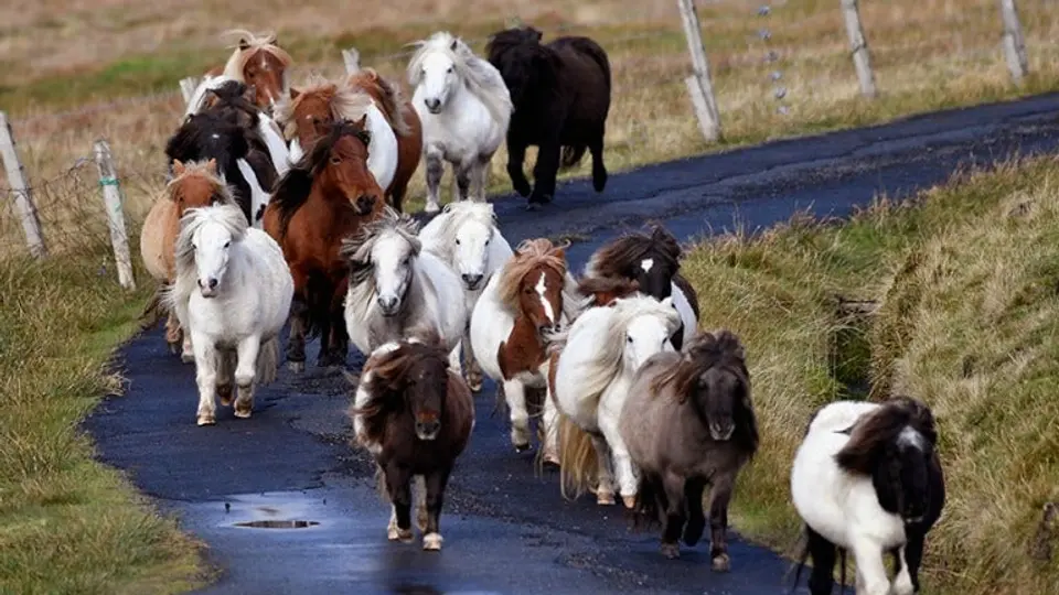 Isla Foula, lugar donde ponis triplican número de personas