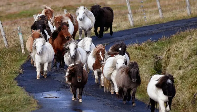 Isla Foula, lugar donde ponis triplican número de personas