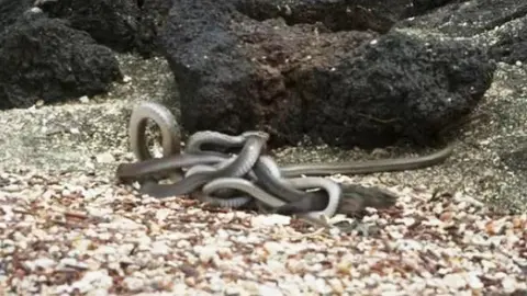 Iguana protagoniza impactante escena en documental