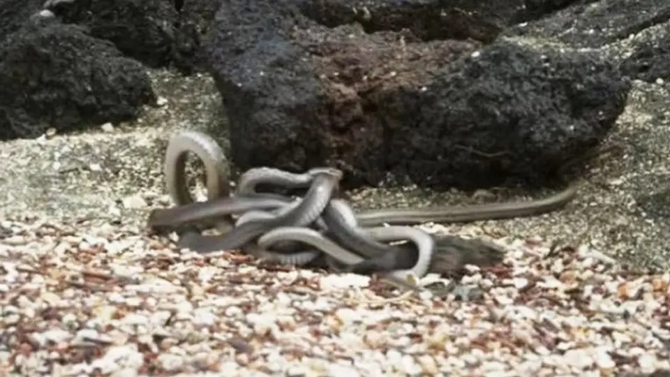 Iguana protagoniza impactante escena en documental