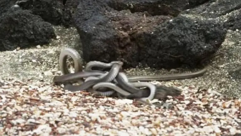 Iguana protagoniza impactante escena en documental