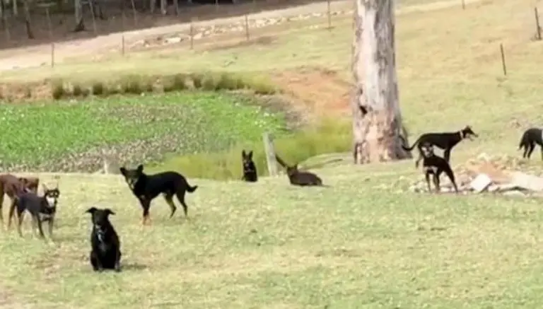 Jauría de perros realiza increíble Mannequin Challenge