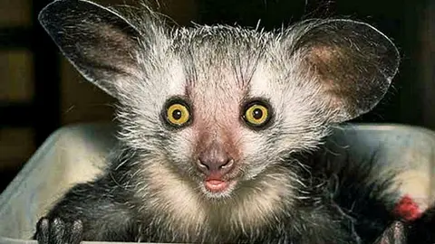 Científicos confirman que 'Gran Extinción' es una realidad
