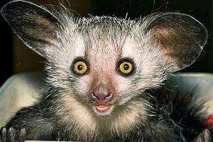 Científicos confirman que 'Gran Extinción' es una realidad