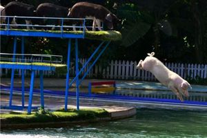 Cerdos compiten en carreras acuáticas en China