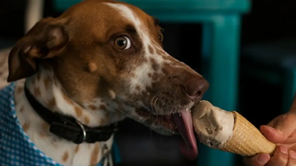 'HelaDogs' llegan a México para hacer felices a los perros