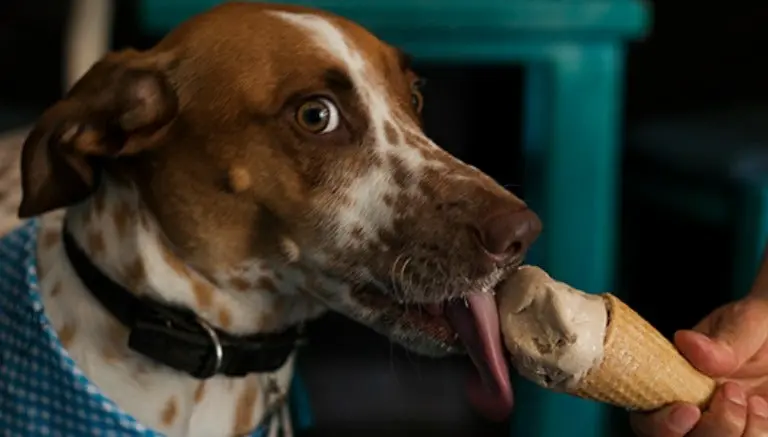 'HelaDogs' llegan a México para hacer felices a los perros
