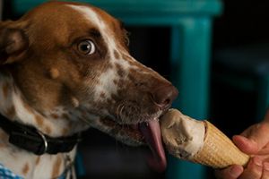 'HelaDogs' llegan a México para hacer felices a los perros