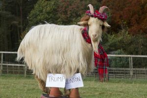 Animales predicen quién será el próximo presidente de EU