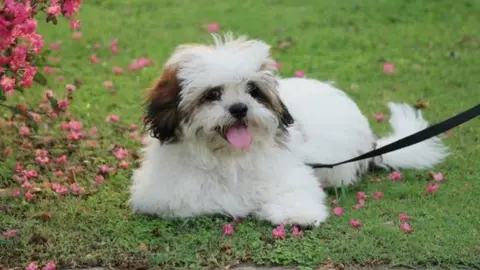 Hombre busca a su perro... sólo encontró amenazas y extorsión