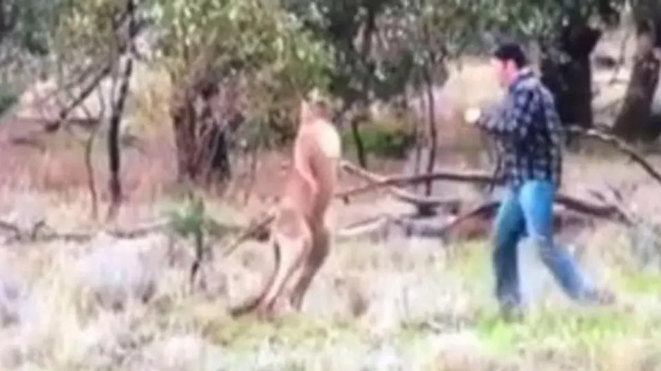 Hombre propina derechazo a canguro para salvar a su perro