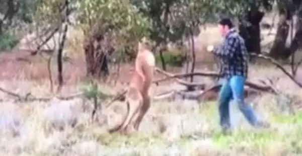 Hombre propina derechazo a canguro para salvar a su perro