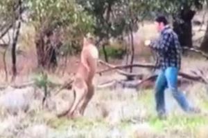 Hombre propina derechazo a canguro para salvar a su perro