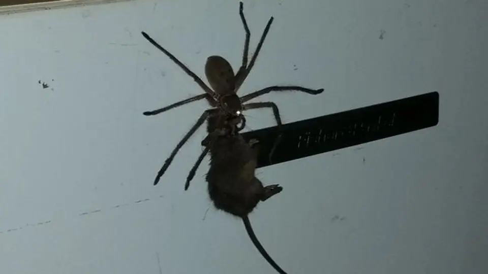 Araña gigante causa sensación tras arrastrar ratón
