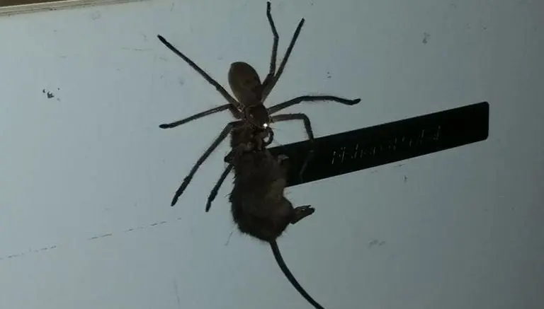 Araña gigante causa sensación tras arrastrar ratón