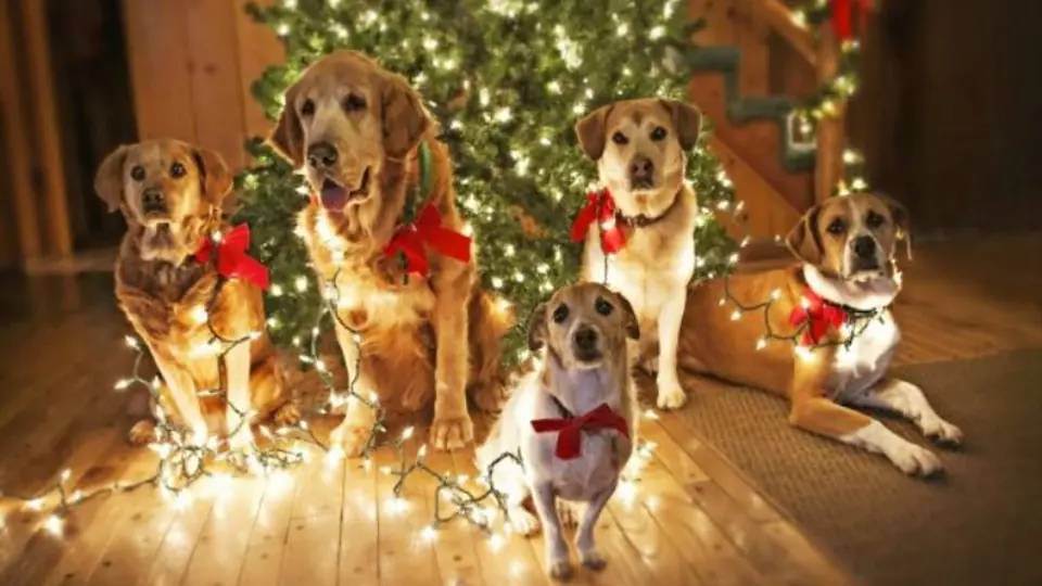 Cinco regalos de Navidad para tu perro