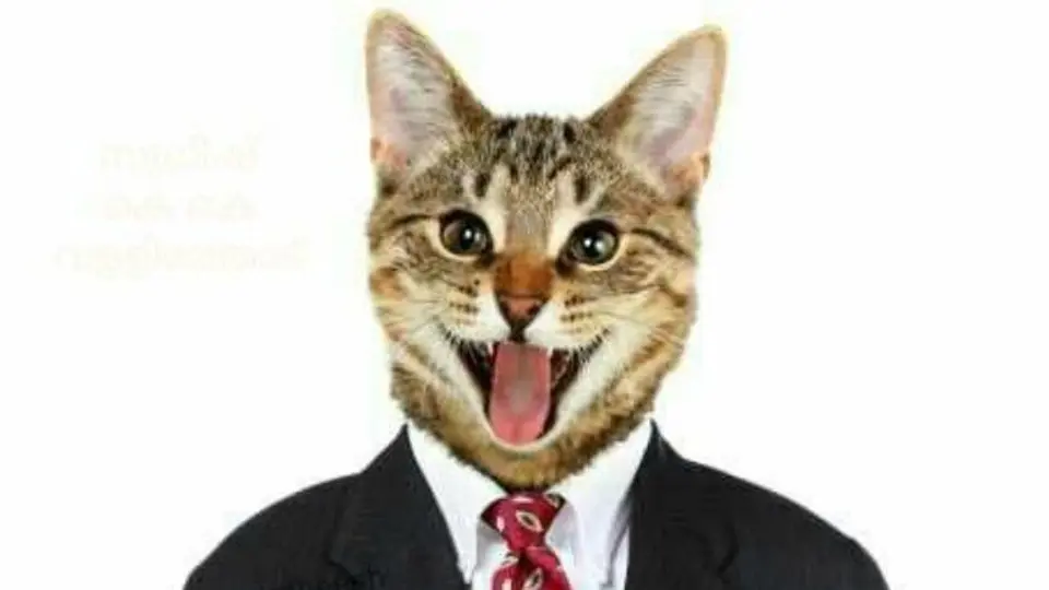 Facebook bloquea usuario por la inofensiva foto de un gato