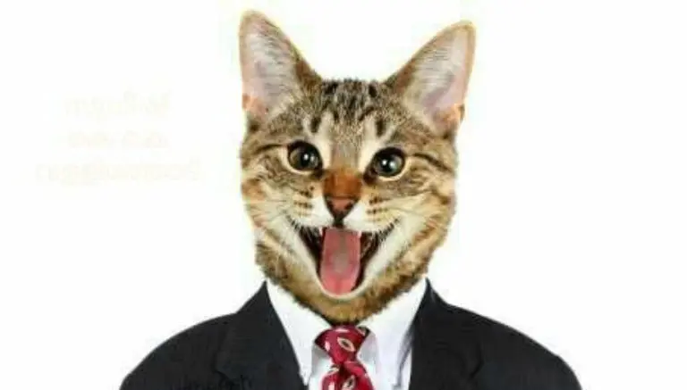 Facebook bloquea usuario por la inofensiva foto de un gato