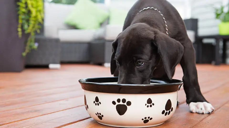 Una esponja exclusiva para los platos de las mascotas ayuda a mantener una higiene adecuada. / iStock