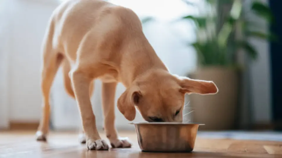 Los restos de saliva, alimento y humedad favorecen la formación de microorganismos. / iStock