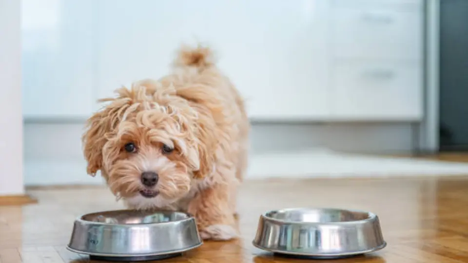 La UNAM recomienda lavar diariamente los platos de agua y comida de perros y gatos. / iStock