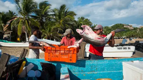 Desde el 1 de febrero de 2026 iniciará un periodo de veda para siete especies marinas y de agua interior. / iStock