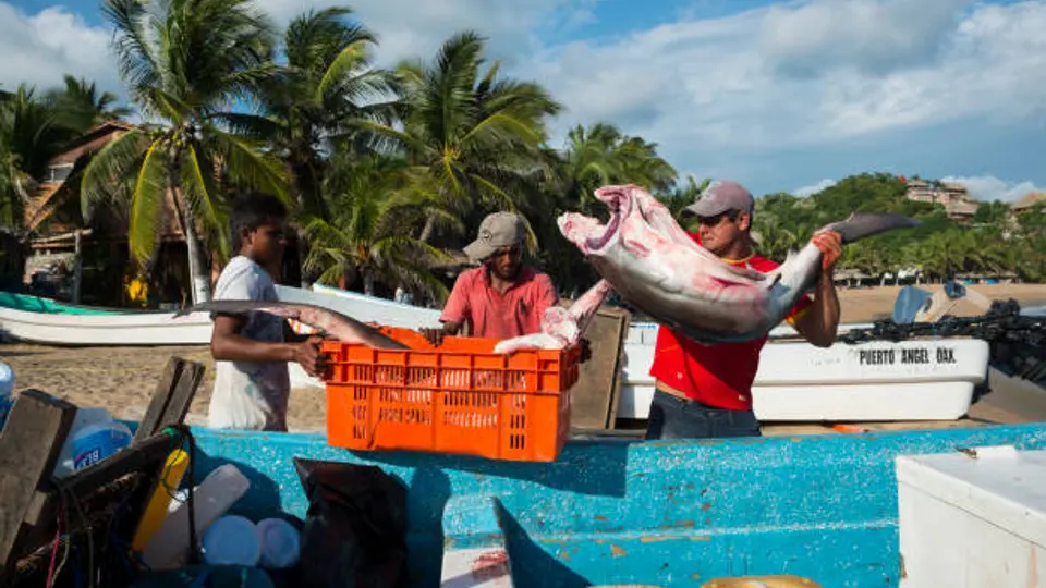 Desde el 1 de febrero de 2026 iniciará un periodo de veda para siete especies marinas y de agua interior. / iStock