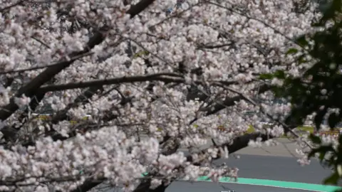 Panorámica de Sergio 'Checo' Pérez en el Gran Premio de Japón 2026 | AP