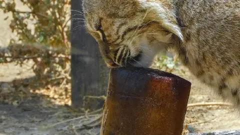 Los animales deben de estar hidratados ante la ola de calor que azota la Ciudad de México / FB: @sedemacdmx