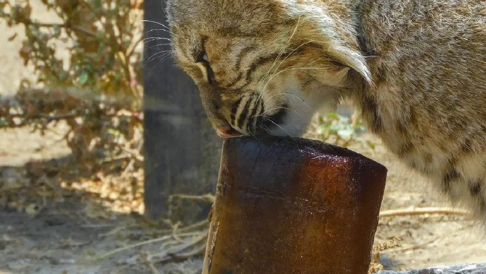 Los animales deben de estar hidratados ante la ola de calor que azota la Ciudad de México / FB: @sedemacdmx