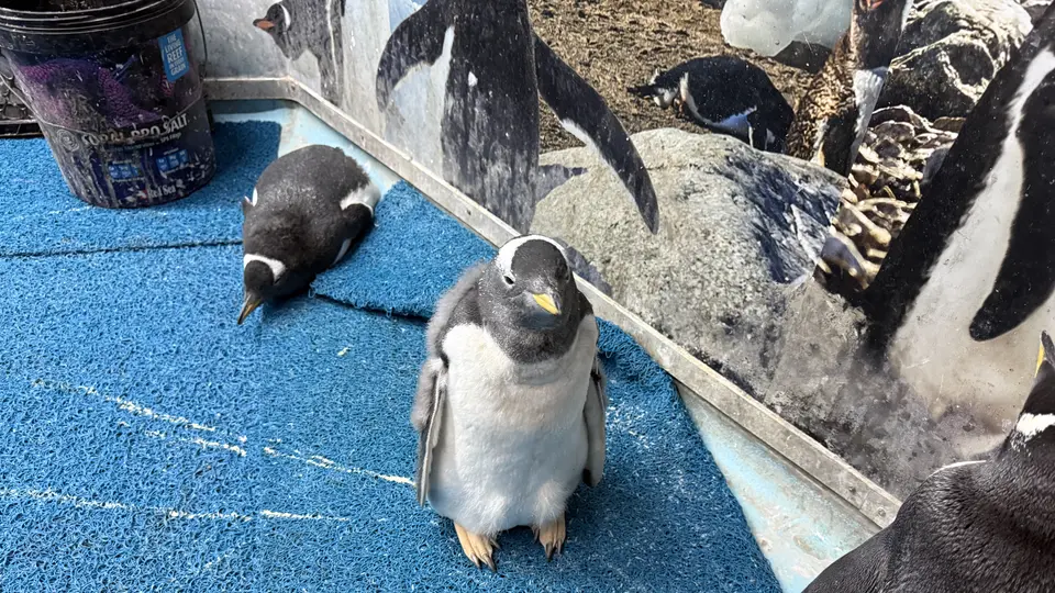 El Acuario Inbursa presenta al primer pingüino papúa nacido en la ciudad. / Georgina Sánchez