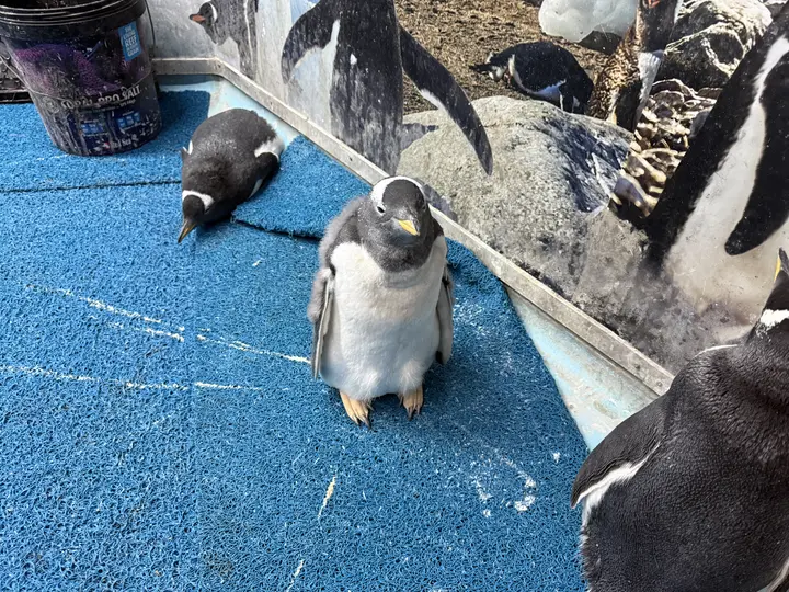 El Acuario Inbursa presenta al primer pingüino papúa nacido en la ciudad. / Georgina Sánchez