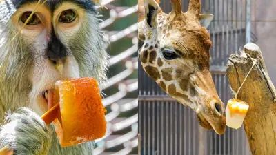 ¡Hasta ellos lo sienten! Dan paletas heladas a animales por ola de calor en CDMX