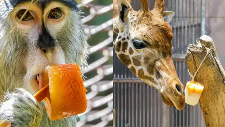 ¡Hasta ellos lo sienten! Dan paletas heladas a animales por ola de calor en CDMX