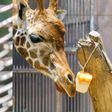 ¡Hasta ellos lo sienten! Dan paletas heladas a animales por ola de calor en CDMX
