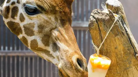 La Secretaría del Medio Ambiente se mantiene al tanto de la salud de los animales en los zoológicos de la CDMX / FB: @sedemacdmx