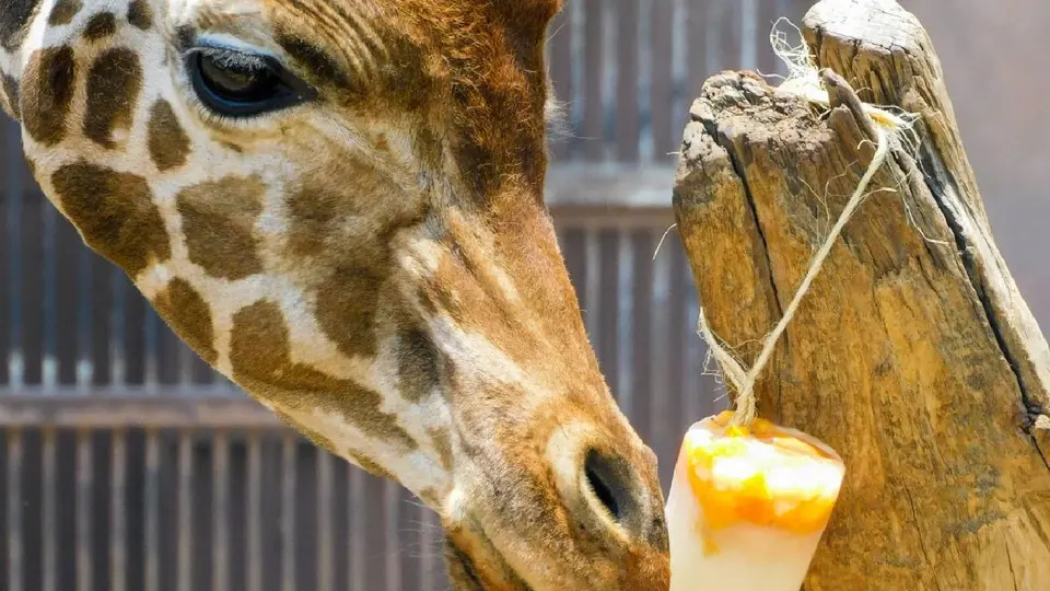 La Secretaría del Medio Ambiente se mantiene al tanto de la salud de los animales en los zoológicos de la CDMX / FB: @sedemacdmx
