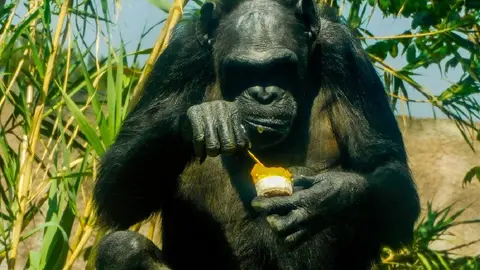 Las paletas de hielo son especiales y de acuerdo a la alimentación de cada animal / FB: @sedemacdmx