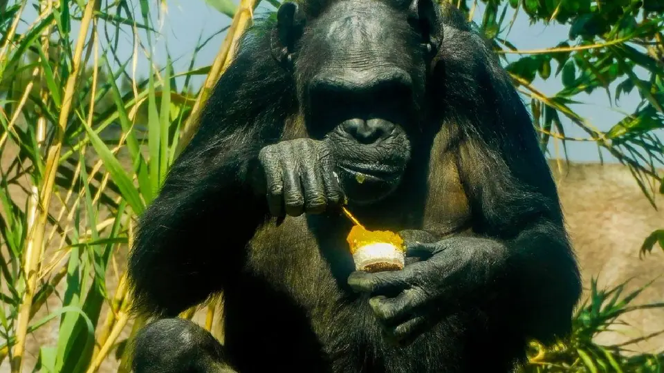 Las paletas de hielo son especiales y de acuerdo a la alimentación de cada animal / FB: @sedemacdmx