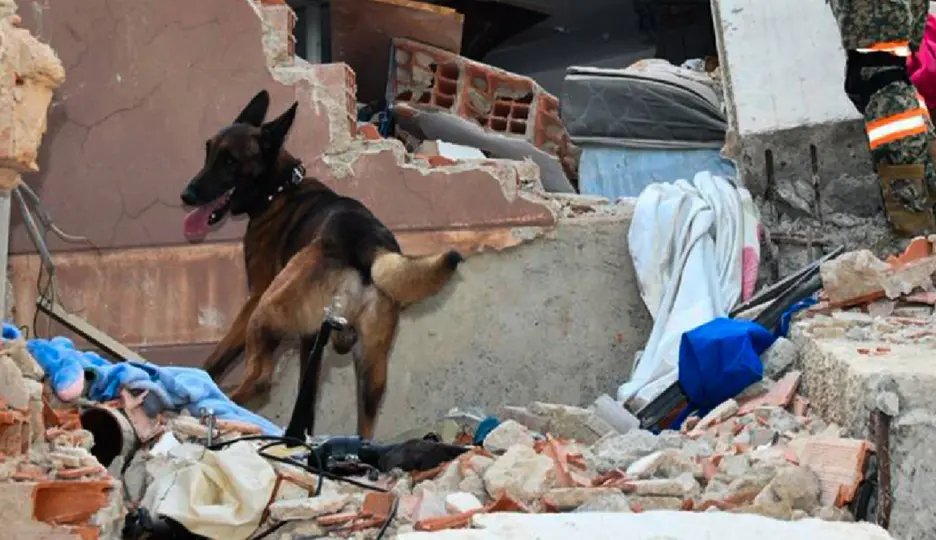 Binomios caninos mexicanos presentes en las labores de rescate en Venezuela / @SEDENA